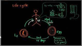 Parasitology 12 Ascaris »DrMoaz [upl. by Schwing]