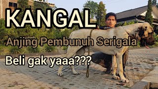 Kangal si Anjing Raksasa [upl. by Arytal]