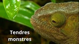 Tendres monstres  reptiles amp amphibiens de Madagascar  fous danimaux [upl. by Gibbie]