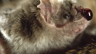 How Vampire Bats Suck Blood for 30 Minutes Unnoticed [upl. by Oicanata388]