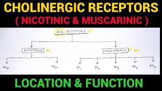 Autonomic Pharmacology  3  Cholinergic Receptors  EOMS [upl. by Atirrehs256]