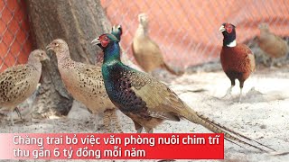 Chàng trai bỏ việc văn phòng nuôi chim trĩ thu gần 6 tỷ đồng mỗi năm [upl. by Embry]