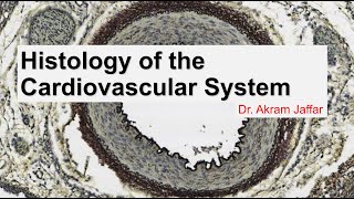 Histology of the cardiovascular system [upl. by Eniamrahs]