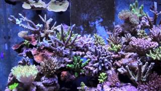 75 Gallon Reef Tank 2013 [upl. by Lorn]