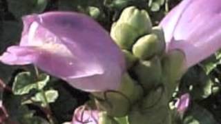 Chelone lyonii Turtlehead [upl. by Yekciv]