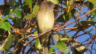 The sound of Brown Honeyeater [upl. by Aenert866]