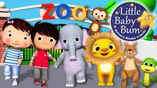 Zoo Song  Animal Song  Plus Lots More Nursery Rhymes  From LittleBabyBum [upl. by Eiramllij]