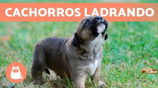 Los mejores LADRIDOS de PERROS CACHORROS 🐶 🔊 ¡Tiernos y Adorables [upl. by Corydon]