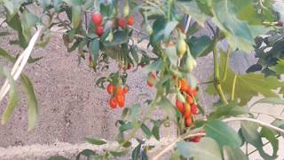 Grow Goji Berries  Lycium Barbarum  Kosovo [upl. by Aneret]