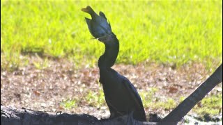 Anhinga Bird Eating Huge Fish [upl. by Aillicirp382]