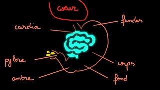 Quand tu veux mémoriser lanatomie de lestomac en 1min30 [upl. by Annaehr]