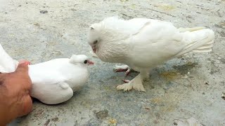 Pigeon Sounds To Attract Pigeons  Male Pigeon Super Performance  White Pigeon [upl. by Ihpen386]