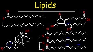 Lipids  Fatty Acids Triglycerides Phospholipids Terpenes Waxes Eicosanoids [upl. by Launcelot]