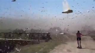 Dramatic footage of a swarm of locusts attacking fisherman in Ninovka Russia [upl. by Odlanir]