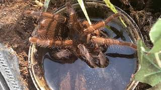 Feeding amp Watering My Tarantulas  Feeding Video 8 INSANE Takedowns [upl. by Phelgen]