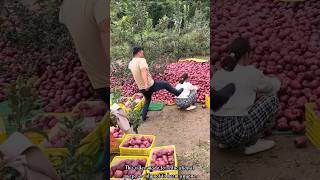 The rural farmer is in trouble after picking a lot of apples 🍎🍎shorts apple youtubeshorts [upl. by Nabi]