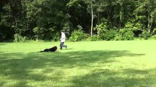 Bernese Mountain Dog Kinnick  Dog Training graduate [upl. by Clayton]