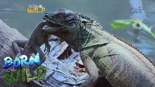 Born to be Wild Philippine sailfin lizards in Misamis Oriental [upl. by Yenrab978]