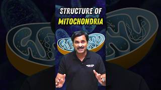 Mitochondria  Shape  Function Class 9 Science Fundamental Unit of life [upl. by Suivatnad185]