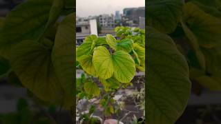 Bauhinia Variegata Plant  Kachnar Mountain Ebony  kachnar plants flowers [upl. by Hadwin992]