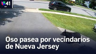 Oso pasea por vecindarios de Nueva Jersey [upl. by Artemahs]