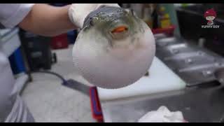 Puffer Fish Eating a Carrot Moaning  PufferFish eating a Carrot Video [upl. by Merceer944]