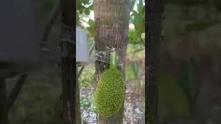 Grafting jackals​ fruiting tree nature graft graftinggardening garden grafting [upl. by Novel]