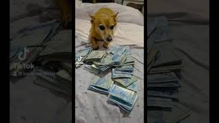 ￼ Pinscher bravo com a nota de 200 e nem empresta de dois 🤭￼ [upl. by Nerra]