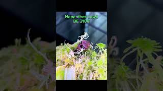 Nepenthes Lowii BE 3100 pitcherplant garden botanygarden carnivorousplant plantcommunity [upl. by Zaob241]