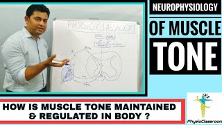 How is Muscle tone Maintained and Regulated in our body  Neurophysiology of muscle tone [upl. by Malvia]