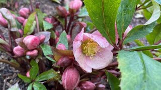 Hellebore Pink Frost  Prepare For Spring Blooms February 19 [upl. by Onek223]