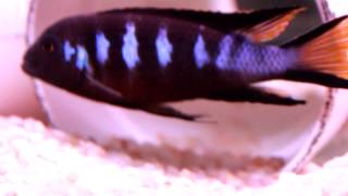 African Cichlid Species  Metriaclima sp Elongatus Chewere Part 2 [upl. by Iccir566]