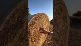 ZOEY AGRICULTRICE  UNE BOTTE AVEC 20 TOURS DE PAILLE  DIFFICILE A DEFAIRE Aieeee  agricultrice [upl. by Ahsila]