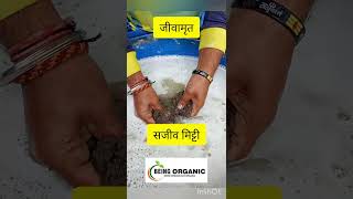 जीवामृत फसल के लिए अमृत Jivamrut farming organicfarming [upl. by Orrocos]