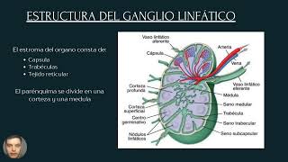 Ganglio linfático [upl. by Norris648]