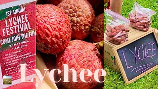 LYCHEE FESTIVAL on the Big Island of Hawaii  Eat And Be Eaten [upl. by Tnecniv]