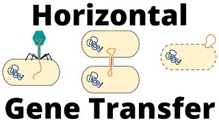 Transformation Transduction and Conjugation Horizontal Gene Transfer in Bacteria [upl. by Arait212]