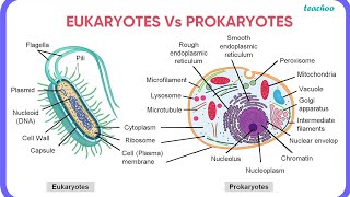 difference between prokaryotic cell amp eukaryotic cell of bsc 2nd semester [upl. by Watanabe]