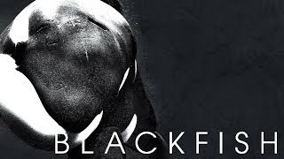 BLACKFISH Kritik Review [upl. by Penthea]