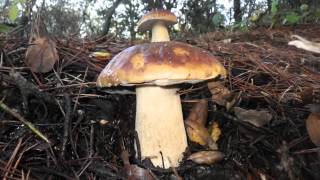 Boletus edulis Sonoma County California USA 2012 Dec 412 [upl. by Drawdesemaj]