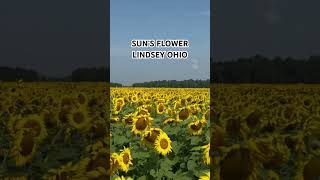 View of the Field While Riding on A Wagon50 Acres Of SunFlowers In Lindsey Ohio [upl. by Charlena]