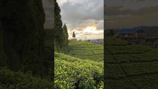 Tea Garden mirik india chiyabari nepalindiaborder beautifulweather [upl. by Atnuahc]