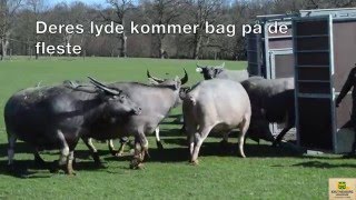 Dyr kommer på savannen [upl. by Eissirc]