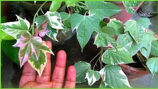 Ipomoea Batatas Caring Tips  Tricolor Sweet Potato Vine  Urdu Hindi [upl. by Korns]