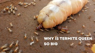 Why Is Termite Queen So Big [upl. by Atiuqcaj583]