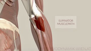 Supinator Muscle Musclepath Origin Insertion 3D Animation [upl. by Bernhard542]