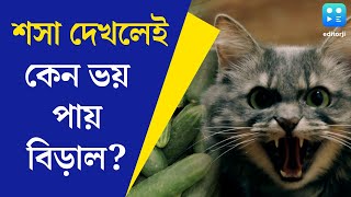 Cats and Cucumbers অকুতোভয় বিড়াল শশা দেখলেই আতঙ্কিত হয়ে ওঠে কেন কারণ ব্যাখ্যা বৈজ্ঞানিকদের [upl. by Auohs58]