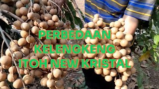 PERBEDAAN BUAH KELENGKENG ITOH DAN NEW KRISTAL [upl. by Naghem273]