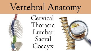 Vertebral Column Anatomy and Bones Cervical Thoracic Lumbar Sacral Spine [upl. by Geis]