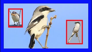 Loggerhead Shrike Bird Singing Calling Sound  Alcaudón Americano Canto  Lanius Ludovicianus [upl. by Dine]